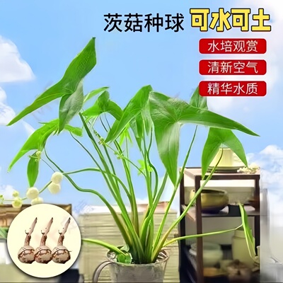 水生植物慈姑种苗茨菇种球慈菇水培茨菰阳台净化水质鱼缸造景水草