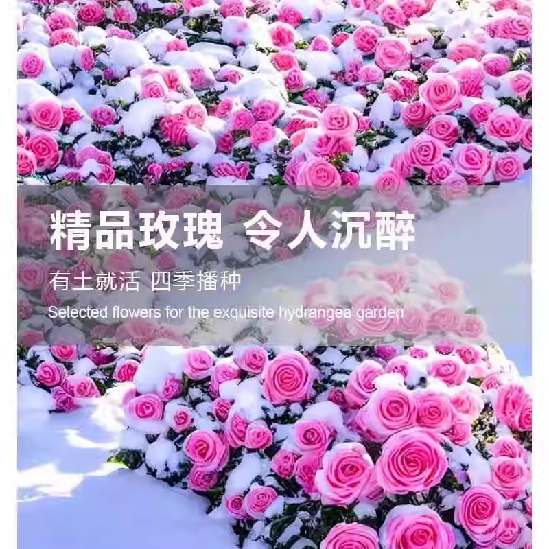 玫瑰花种籽子盆栽四季开花鲜花种子室内外爬藤月季花卉绿植物庭院