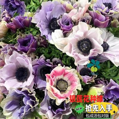 进口意大利银莲花重瓣种球多色年生花卉球根耐寒阳台耐寒盆栽植物