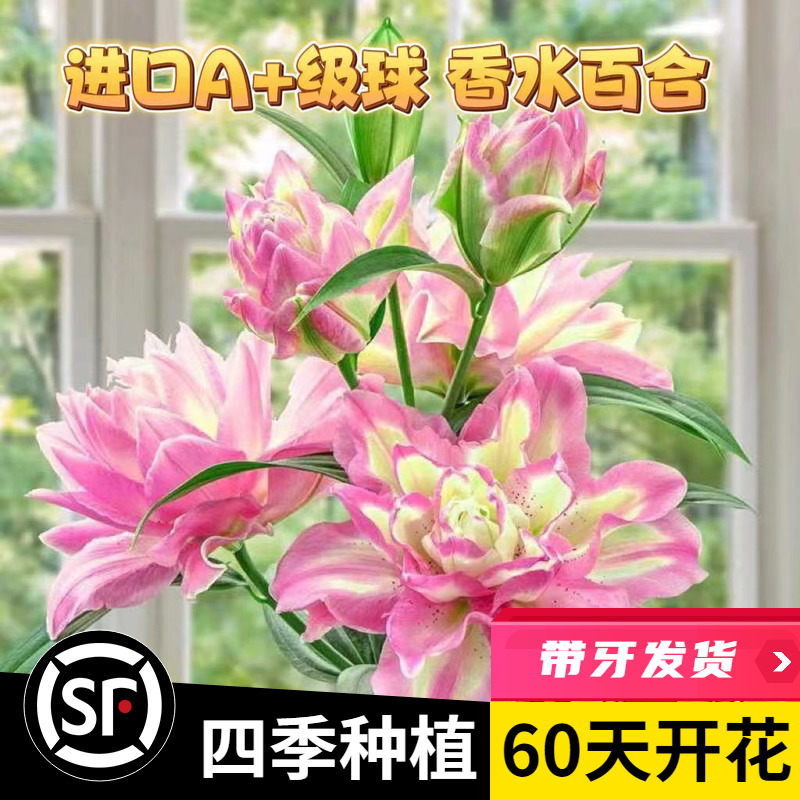 四季重瓣香水百合花种球开花好养易活盆栽鲜花庭院绿植物花卉种子