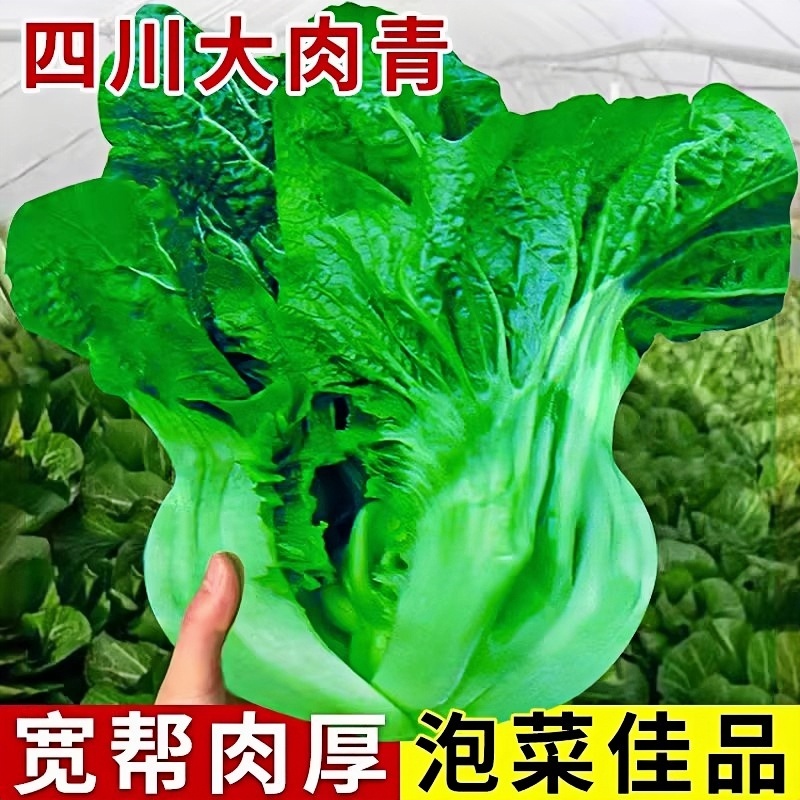 四川宽帮青菜苗带土秧泡酸