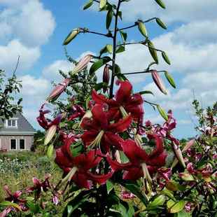 25年东方月亮进口百合种球庭院杂交头巾系斯斐丽耐寒多年生易繁殖