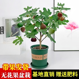 无花果树果苗盆栽带果发货特大波姬红南北方阳台庭院可种植地栽苗