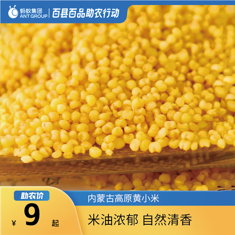 小黄米新米小米500g内蒙古赤峰食用杂粮大金苗内蒙古助农产品