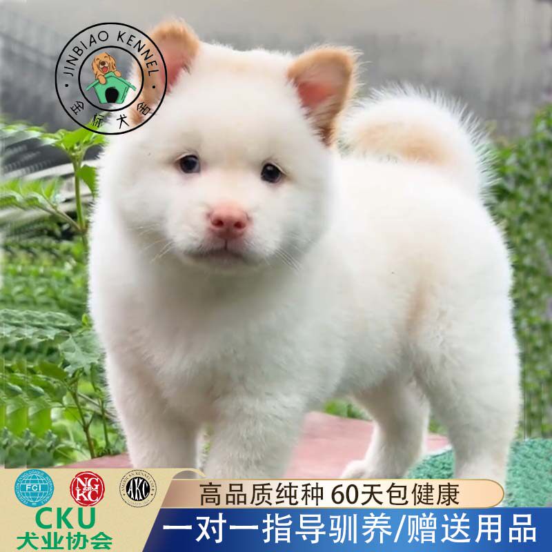 纯种中华白土松犬中华田园犬白土松犬幼犬松狮活体