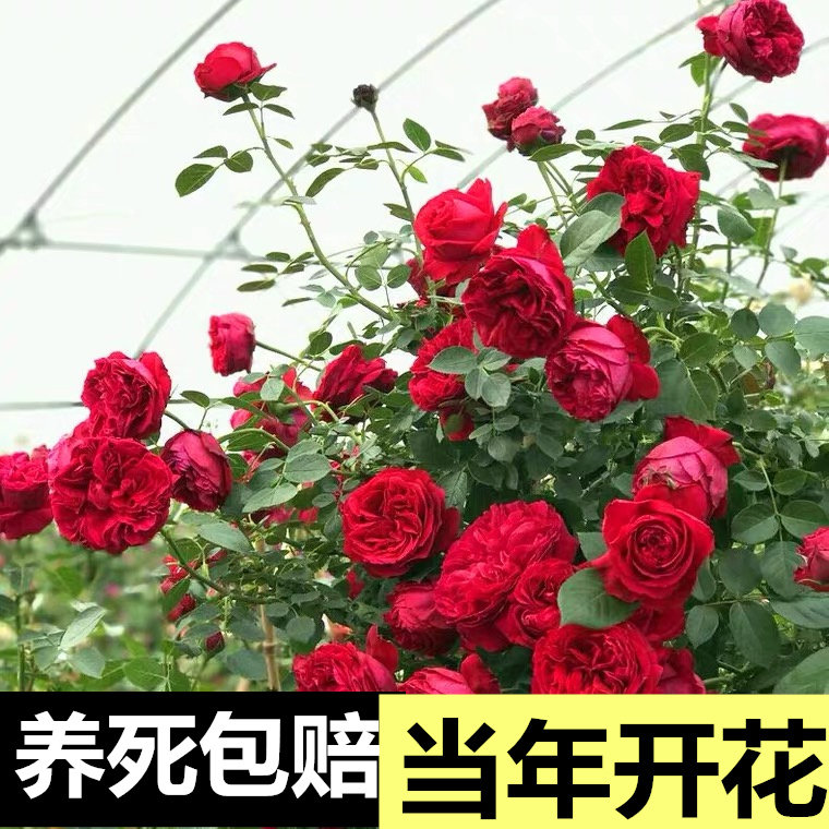 红色龙沙宝石藤本月季红龙爬藤植月季/蔷薇/玫瑰