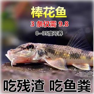 残留饲料 无需加热 冷水清道夫 吃食物残渣 中华鼠鱼 包邮 棒花鱼