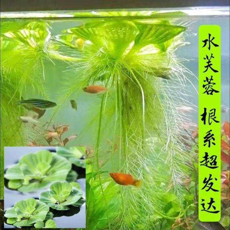 水芙蓉浮萍养龟养鱼养虾躲避水草池塘增氧气净化水质除油膜氨浮性