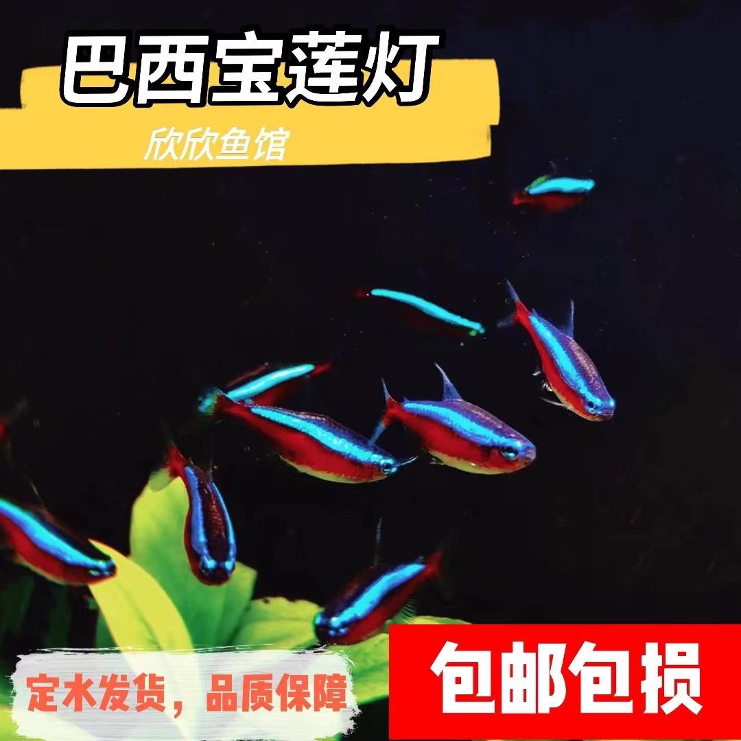 巴西宝莲灯鱼红鼻子剪刀鱼群游热带观赏鱼草缸群游小型淡水灯科-封面