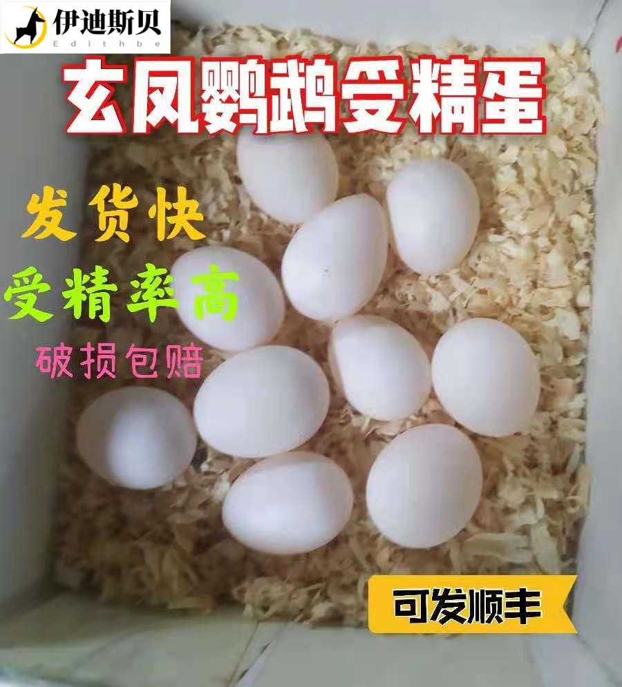 鹦鹉蛋受精可孵化黄化玄凤鹦鹉蛋当天新鲜鸟种蛋可人工孵化大头虎