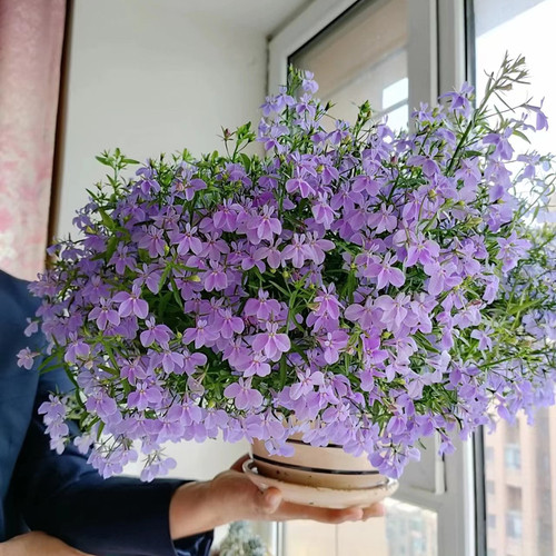 六倍利醉蝶花四季播种好成活