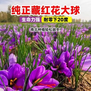 药用藏红花种球盆栽西藏番红花球根种子籽树苗秋冬季耐寒耐冻花卉