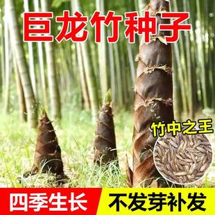 大型巨龙竹种子竹笋苗四季户外庭院园林种植可食用竹种籽新种优种