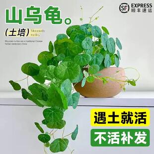 山乌龟造景多肉植物山乌龟盆栽室内圆叶绿植水培桌面盆景庭院爬藤