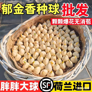 进口郁金香种球五5度球100个种子批发盆栽阳台花卉植物室内花四季