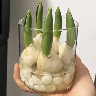 5颗郁金香种球水培花卉植物四季 水养进口重瓣室内好活大球花种子