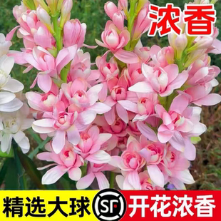 晚香玉种球浓香型重瓣大花球根带多芽夜来香切花庭院阳台花卉盆栽