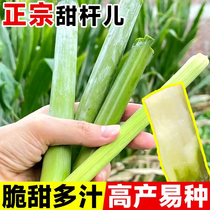 甜杆种子甜高粱杆种籽北方高梁小甘蔗苗种四季播种新鲜水果蔬菜籽