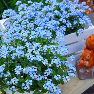 勿忘我花种籽四季播种开花室外易活阳台庭院勿忘草倒提壶网红花种