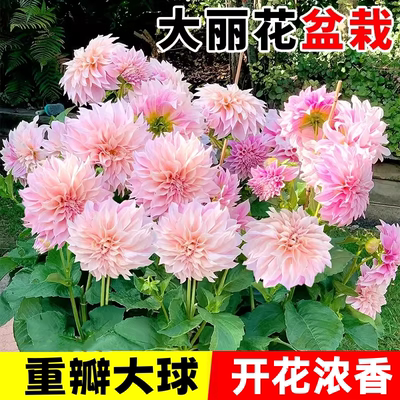 重瓣大丽花种球多年生花卉