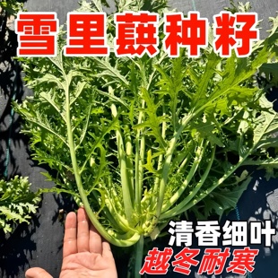 细叶雪里红菜籽四季雪里蕻种籽酸菜咸菜腌菜雪菜种子青菜蔬菜种孑