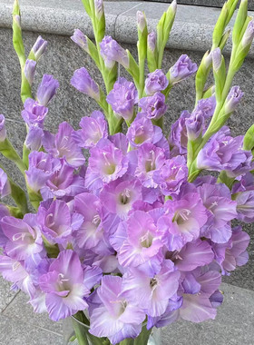 5颗剑兰种球切花室内外庭院唐菖蒲种四季易活耐寒植物多年生花卉