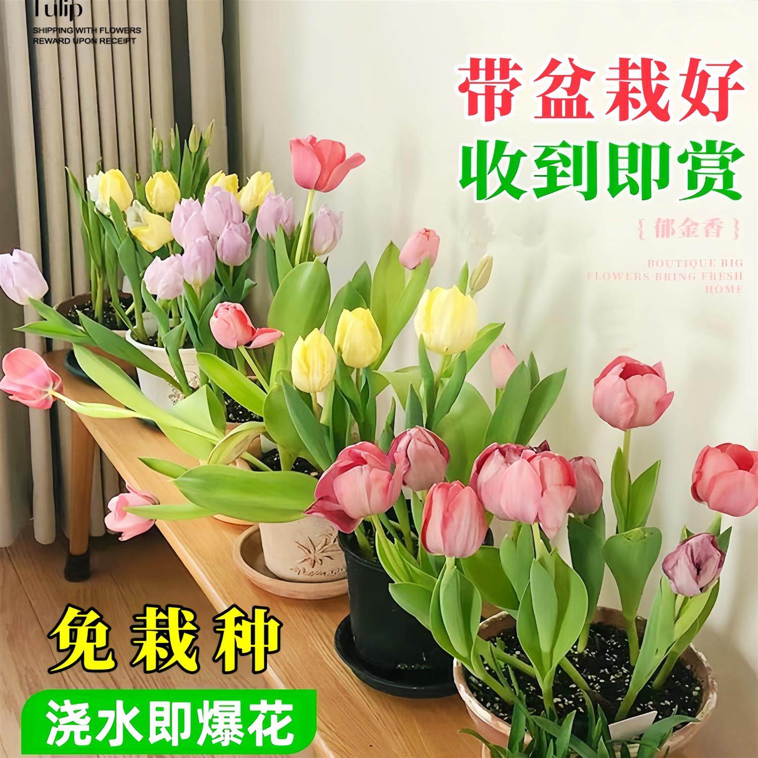 5度大球带盆栽好收到即养浇