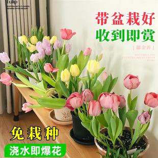进口郁金香种球土培盆栽重瓣五度球百合风信子室内外水培花卉植物