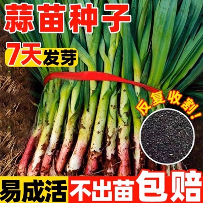 四季宽叶蒜苗蒜种大蒜种子种籽大