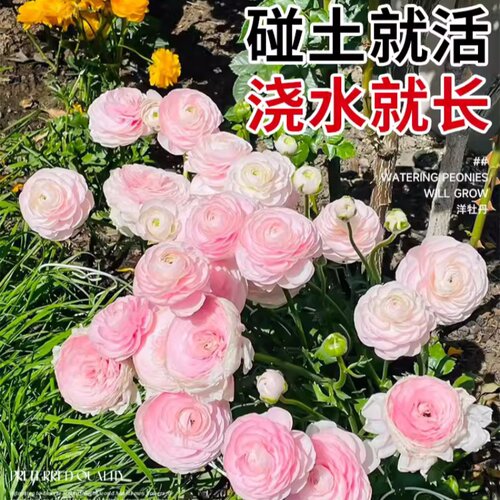 花毛茛种球带牙四季洋牡丹