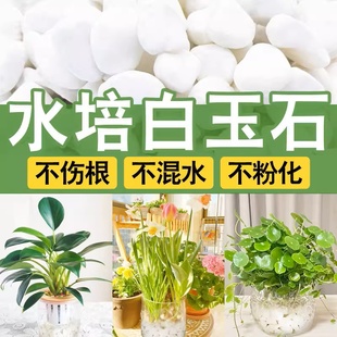 水培石子颗粒白色鹅卵石天然雨花白色小石头造景陶瓷盆郁金香水仙
