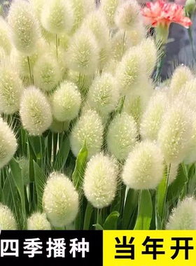 兔尾草种子四季开花播种好养易活室内室外花种籽子易活草网红花籽