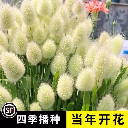 兔尾草种子四季开花播种好养易活室内室外花种籽子易活草网红花籽
