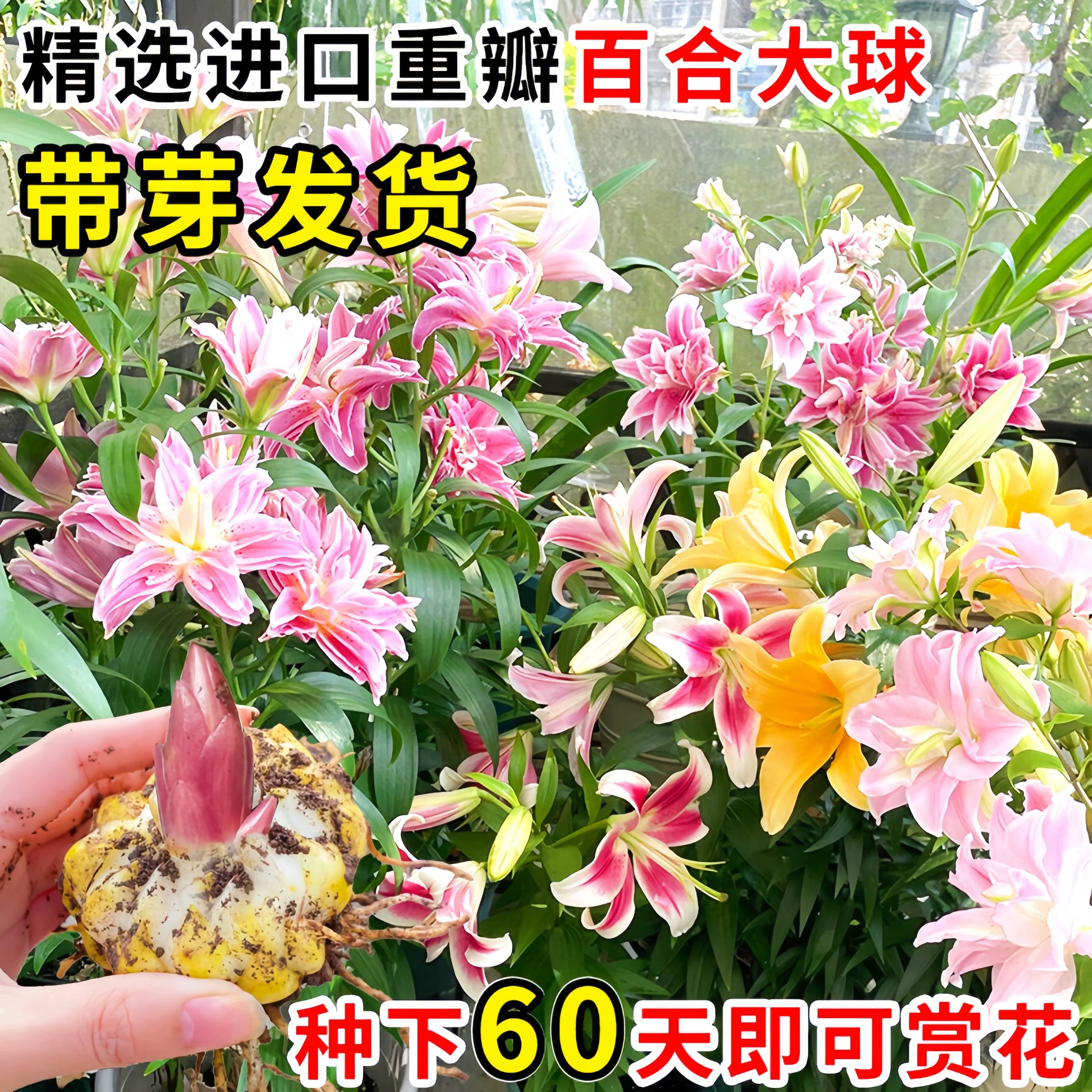 进口香水百合种球带芽大球重瓣浓香型好养多季开花盆栽室内外植物图片