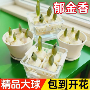 郁金香种球水培花卉定植篮室内花植物四季 种子盆栽花苗土水养好活