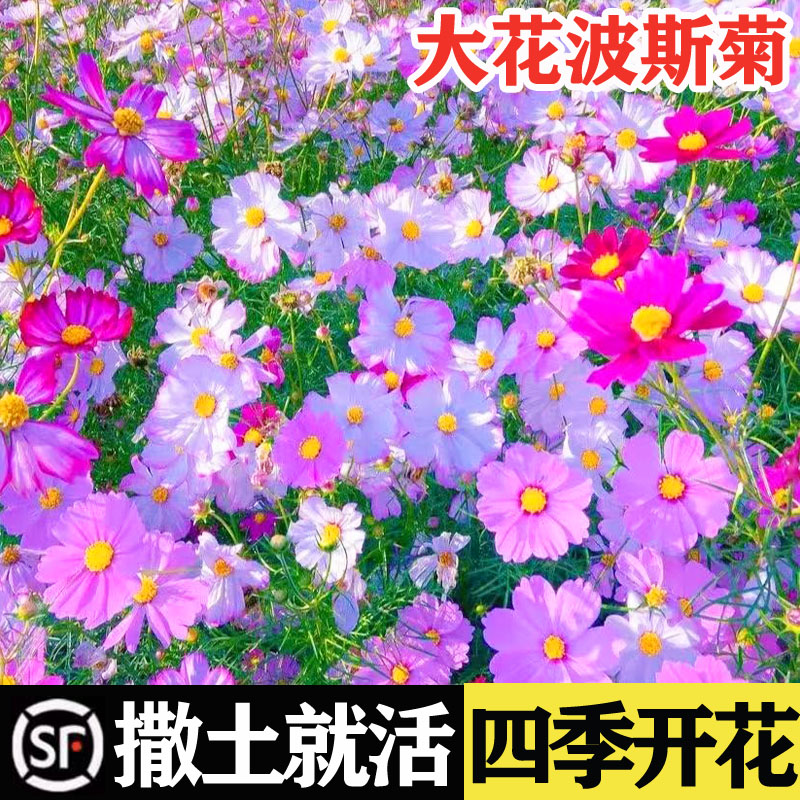 波斯菊花种籽子野格桑花种草坪四季播种开花种子苗大全太阳花种孑-封面