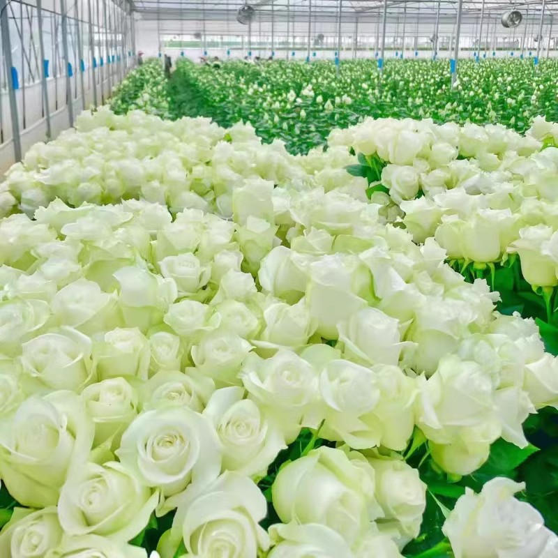 玫瑰花种籽子庭院四季开花鲜花种子室内外爬藤月季花卉绿植物盆栽