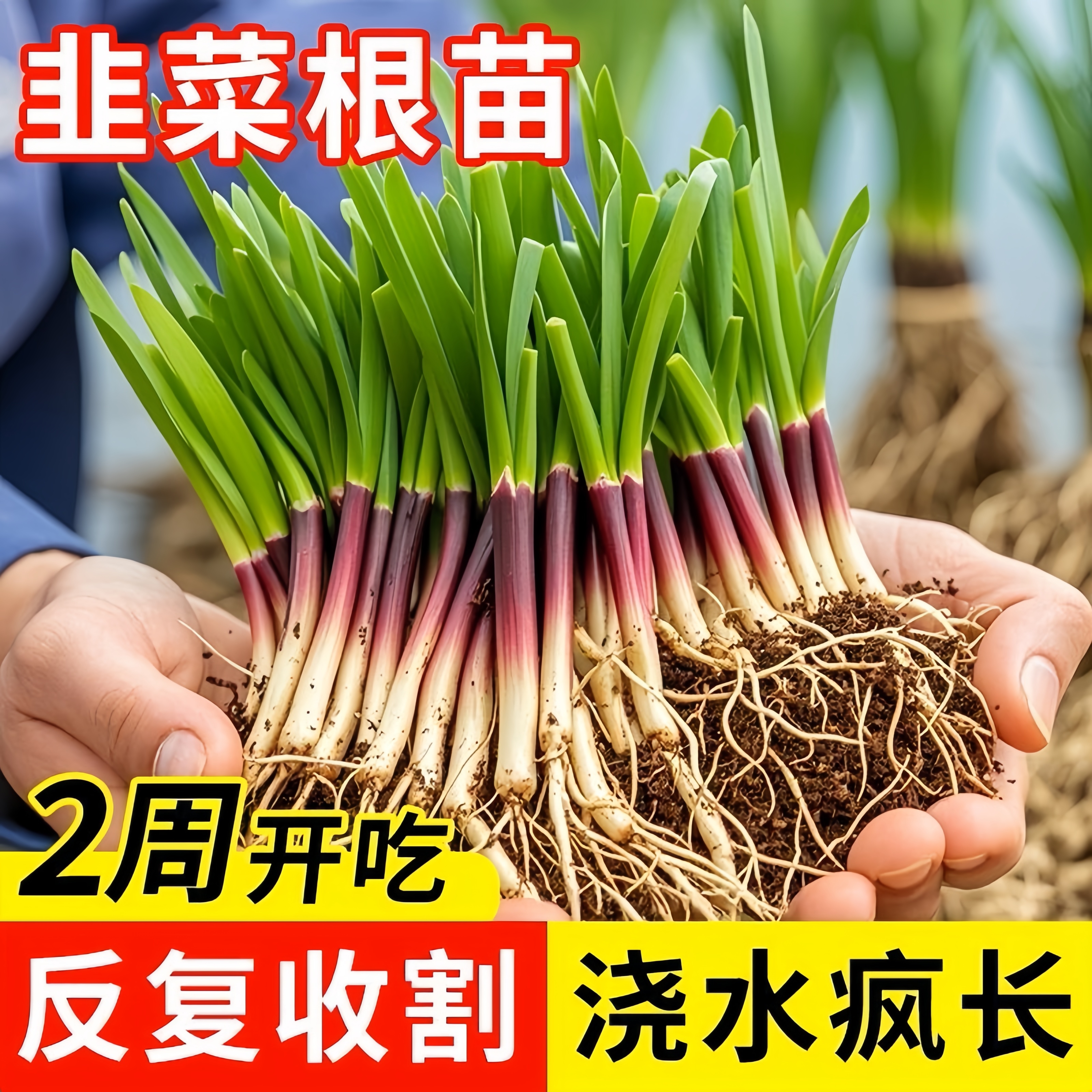 四季韭菜根苗紫根红根大叶宽叶带土农家韭菜根老品种韭菜种籽种子