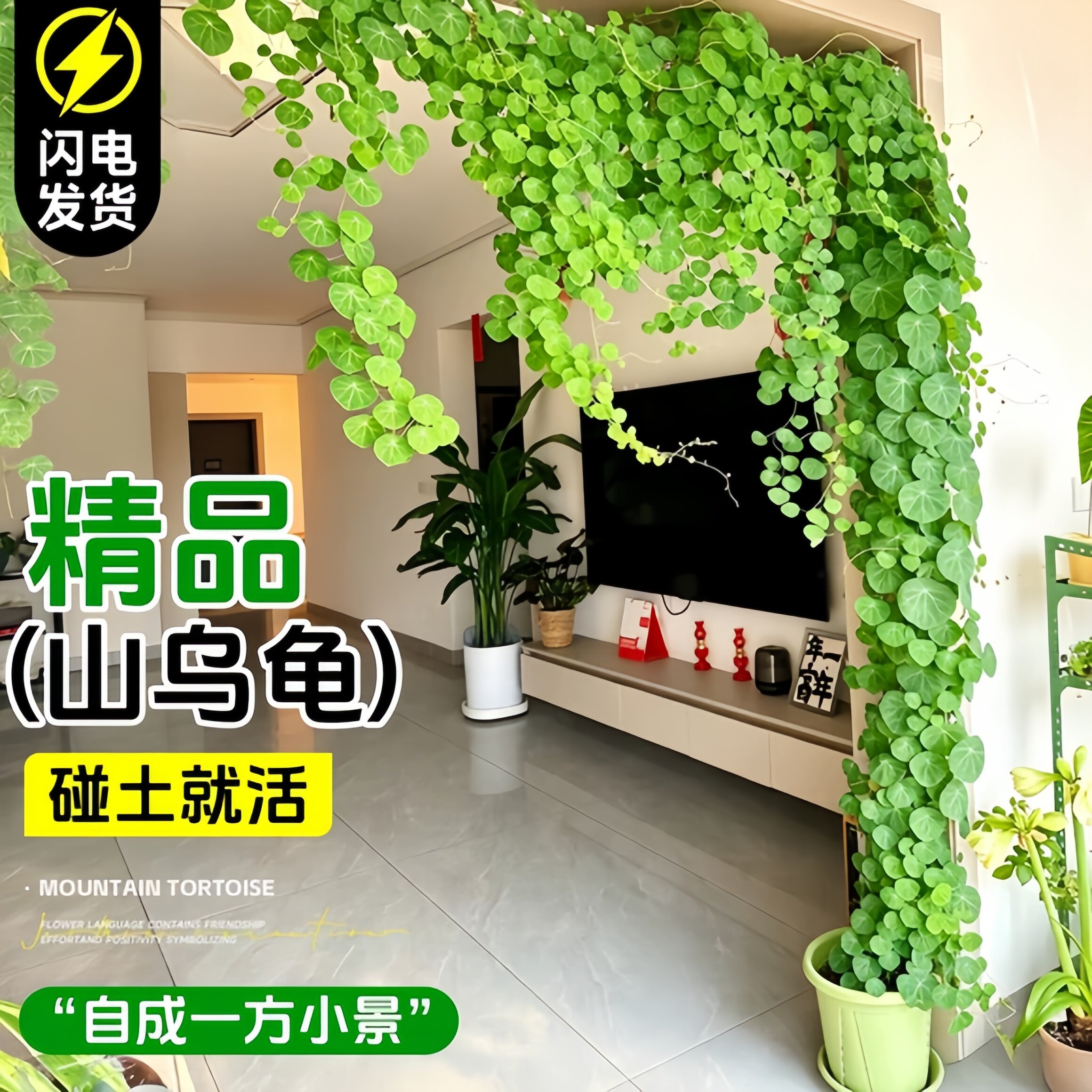 山乌龟爬藤植物盆栽桌面水培红藤圆叶室内阳台绿植金不换种球老桩图片