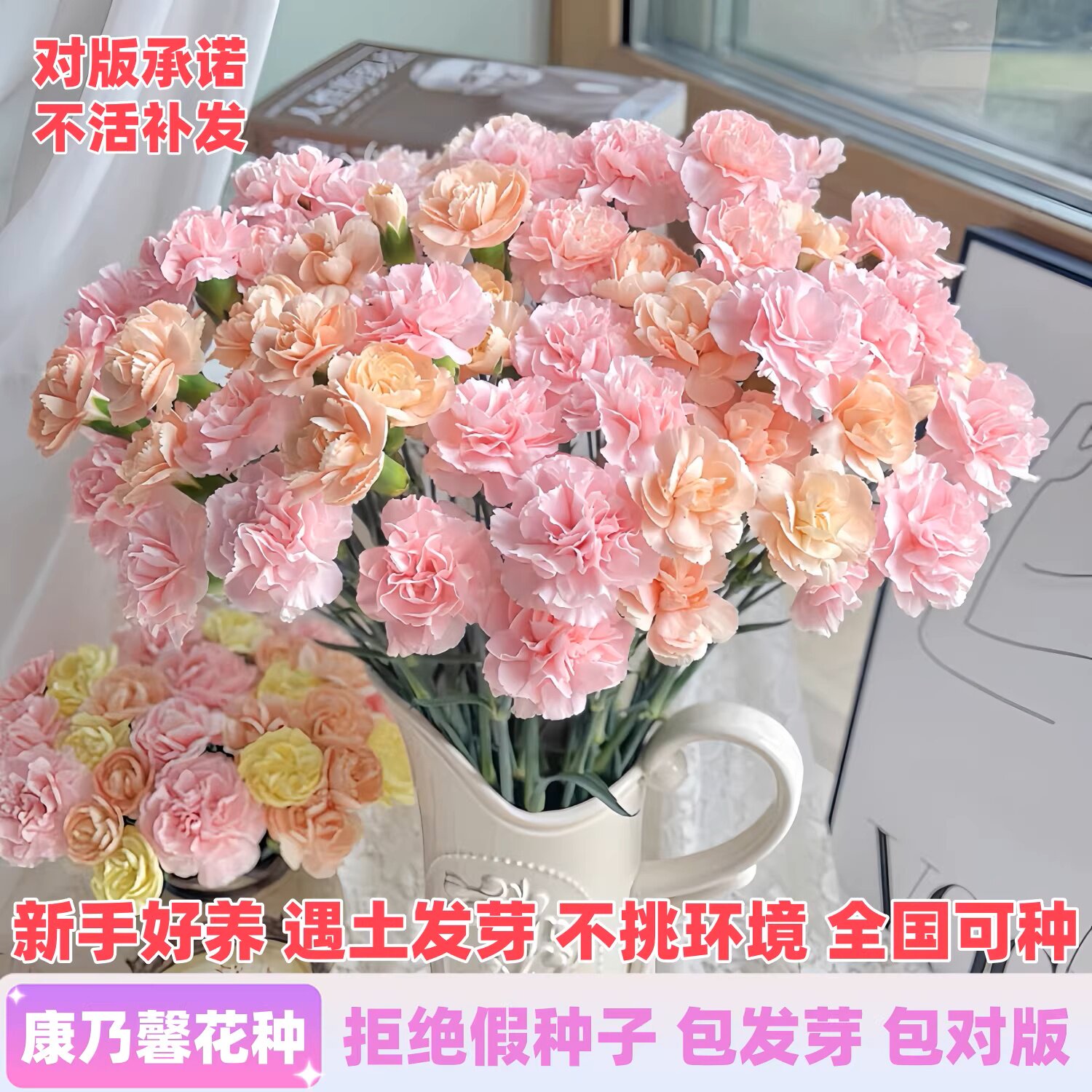 重瓣康乃馨种子四季易种活花卉室内室外阳台盆栽花开植物花种籽孑图片