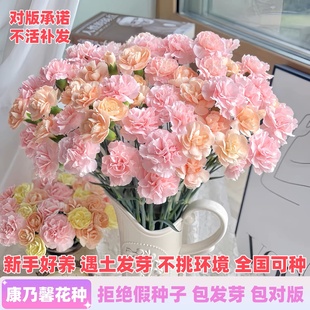 重瓣康乃馨种子四季易种活花卉室内室外阳台盆栽花开植物花种籽孑