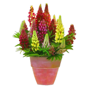 福禄考花种四季播种花卉室内花植物盆栽草花籽易成活阳台花种籽子