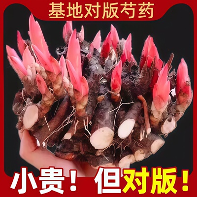 芍药花苗重瓣带芽种球大苗四季开花卉阳台庭院牡丹花种根盆栽植物