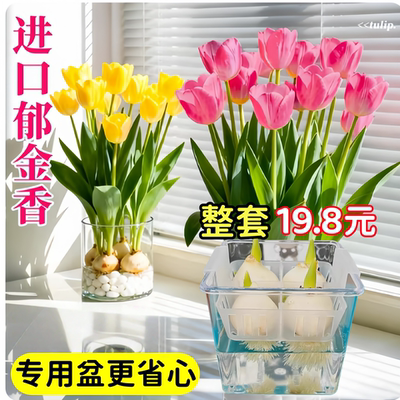 郁金香种球水培套装定植篮五度球