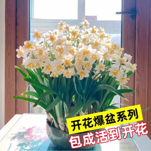 重瓣水仙花种球水养盆栽四季开花卉植物室内花绿植水培好养带花苞