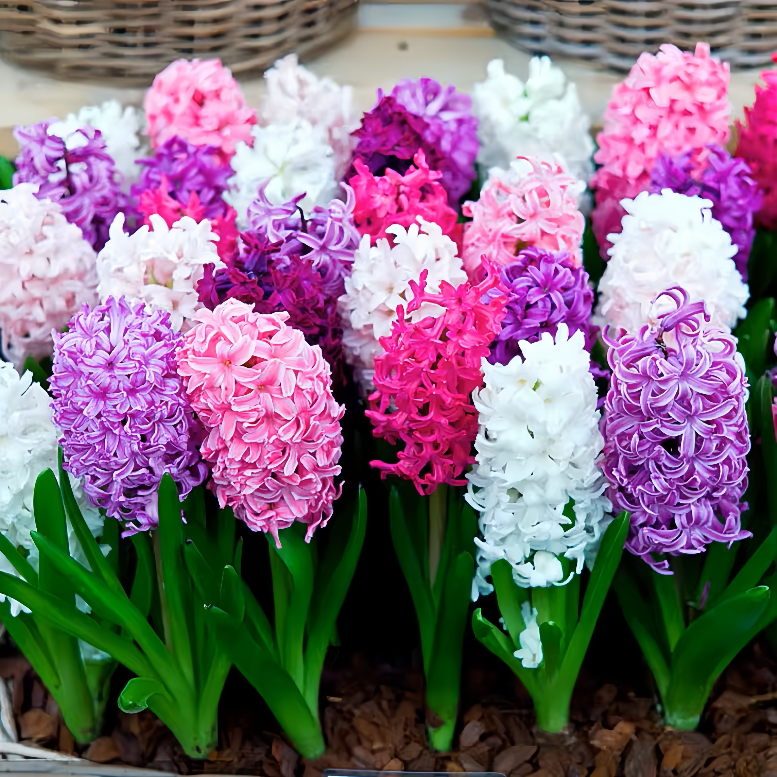 进口风信子5颗种球荷兰冬季盆栽耐寒土养水养四季水培花卉绿植花