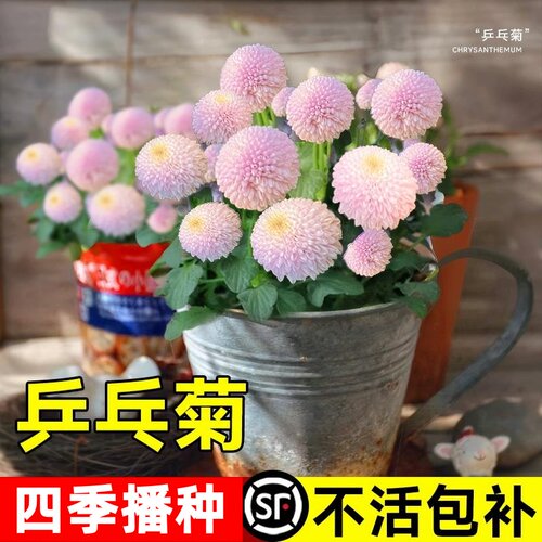 乒乓菊花种子易爆盆四季播种花开易种活室内外花卉盆栽花种籽子