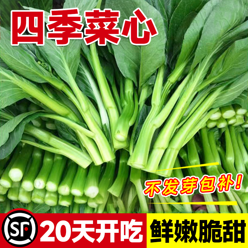 广东四九菜心种子四季播红菜苔白