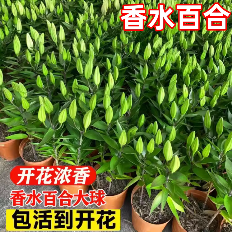 香水百合种球重瓣进口大种球带花苞花卉植物室内鲜花四季开花种子