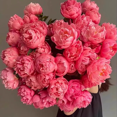 重瓣芍药花苗带芽种根四季阳台盆栽鲜花花卉植物真宗牡丹芍药苗根